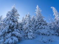 Tief verschneite Bäume im Gegenlicht